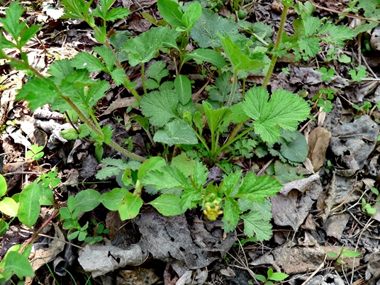 {Geum vernum}